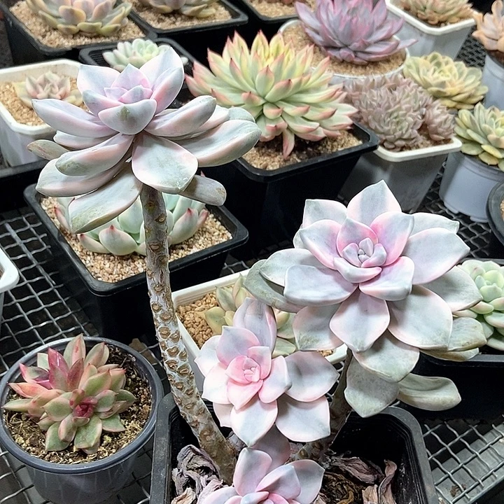 紫乐锦多肉植物的