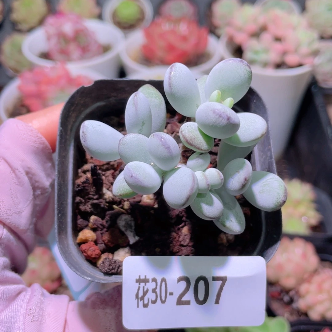 花利美30-207乒乓福娘