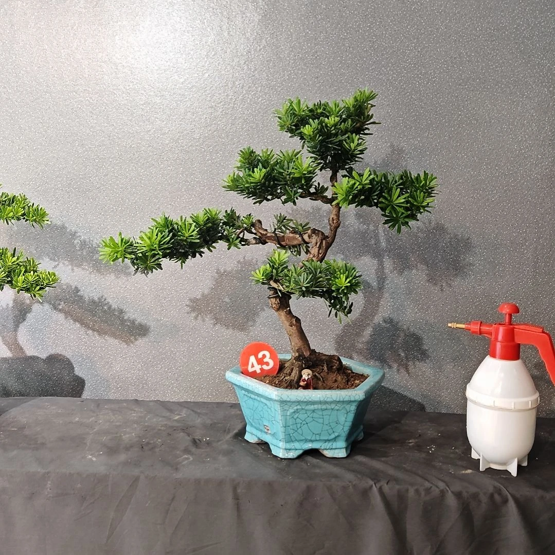无花朵金钻罗汉松盆景