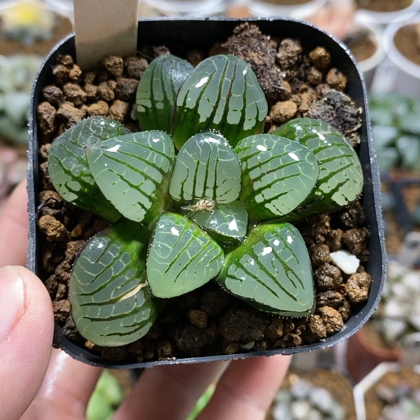 【闪购商品】134水晶魔界