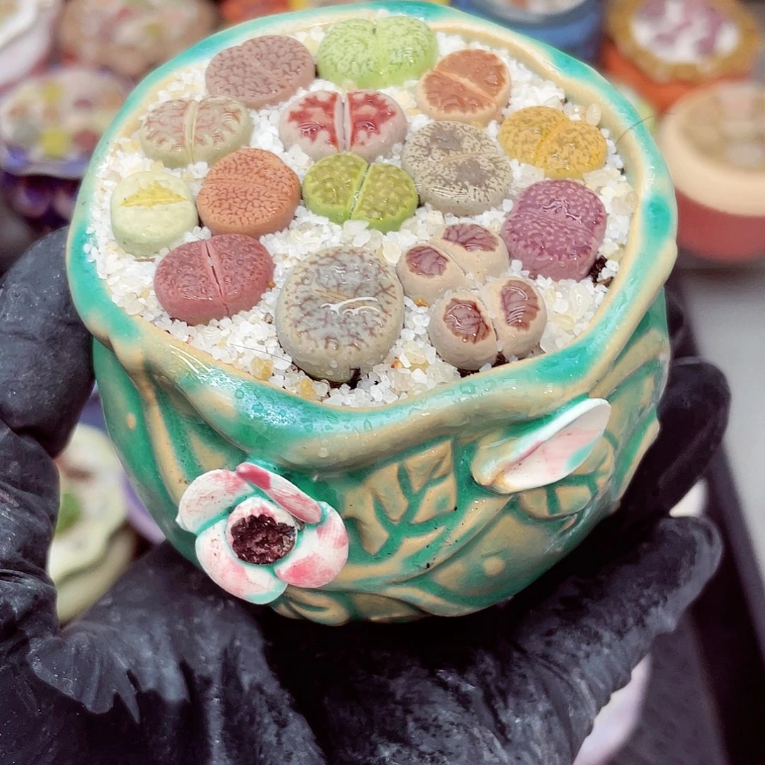 生石花满18包邮1013-176