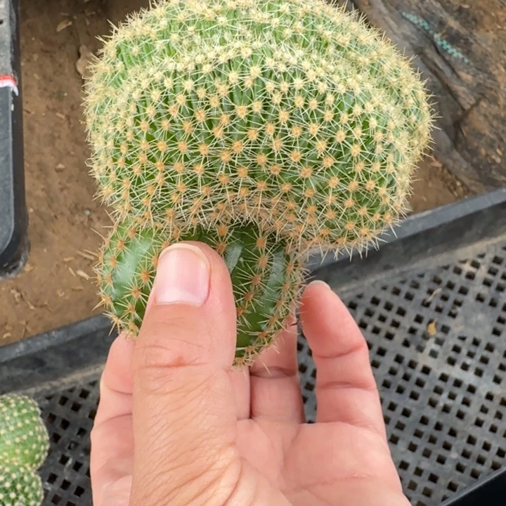 325彩草无根侧牙缀化