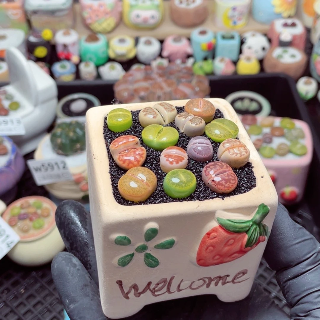 w5916--带盆土发货，零下地区拍保温箱