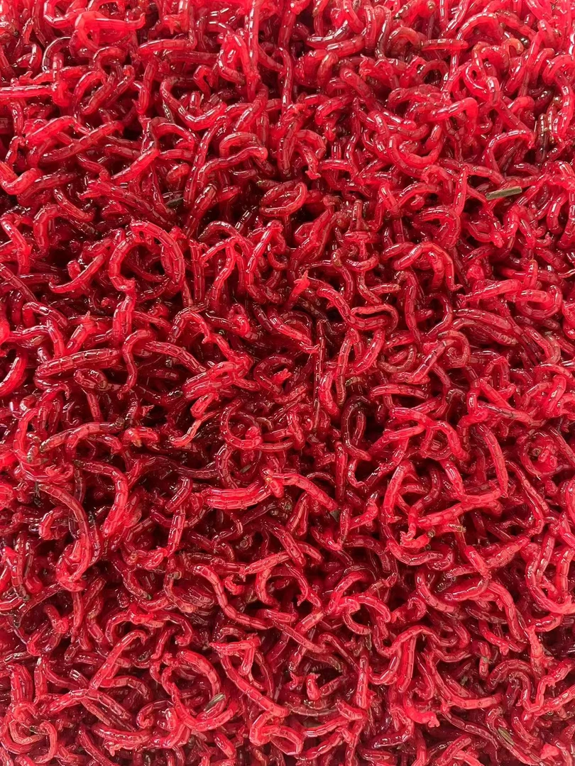 手工筛选精品野钓大母虫500g，活铒挂钩拉饵