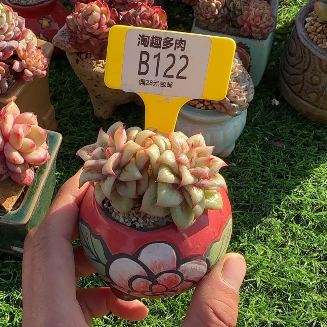 多肉植物bi222多种植物