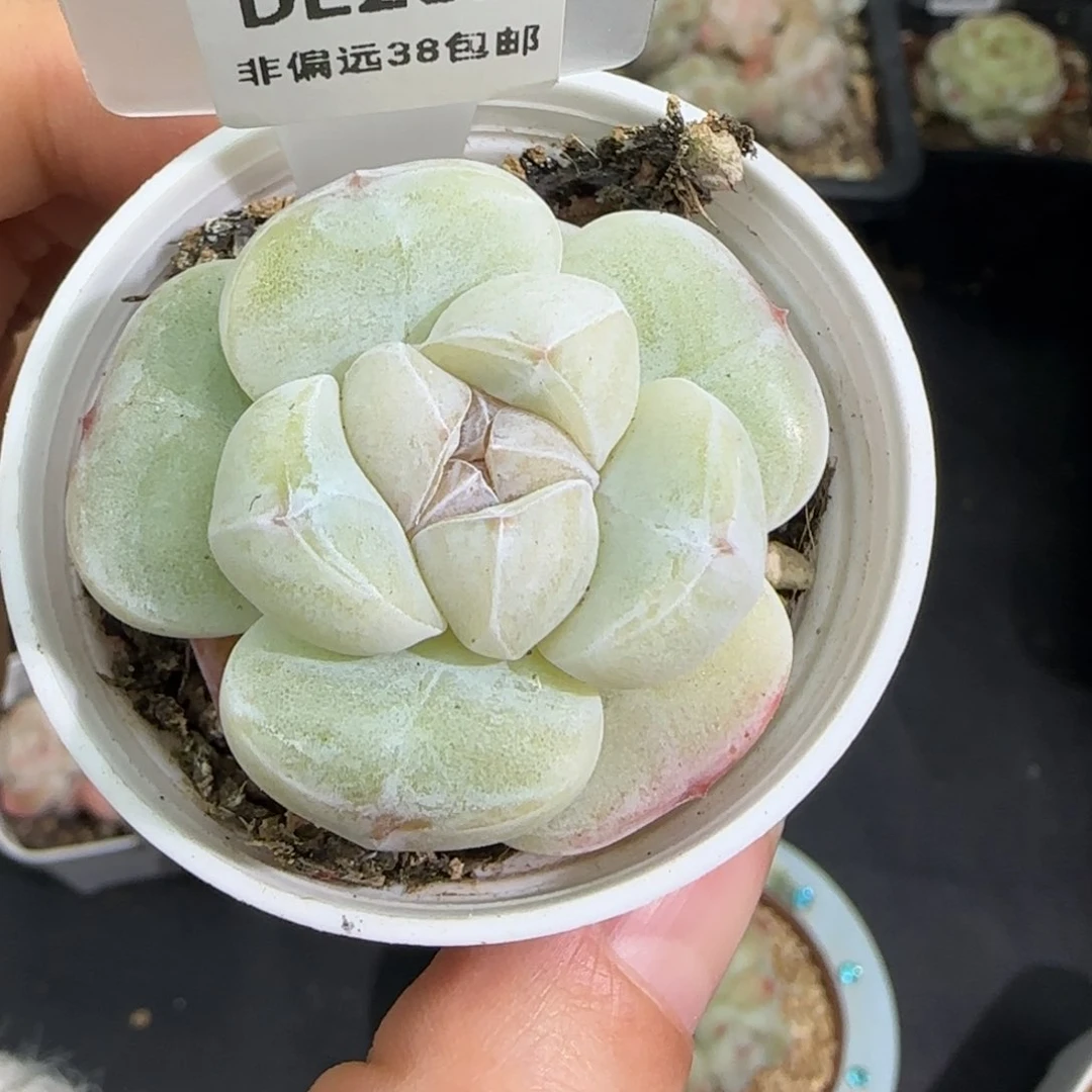 282东篱下多肉植物盆栽