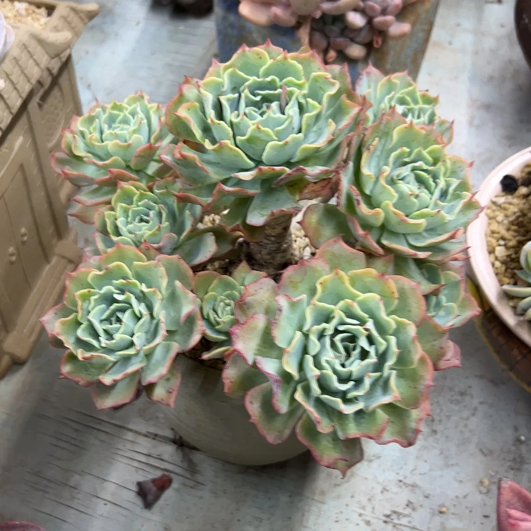 海啸28 零零多肉植物