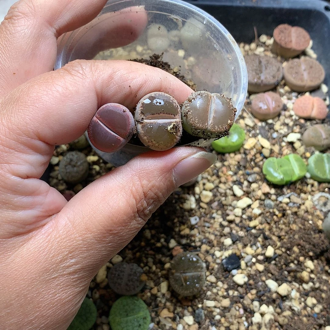 ?**?D240多肉植物保护