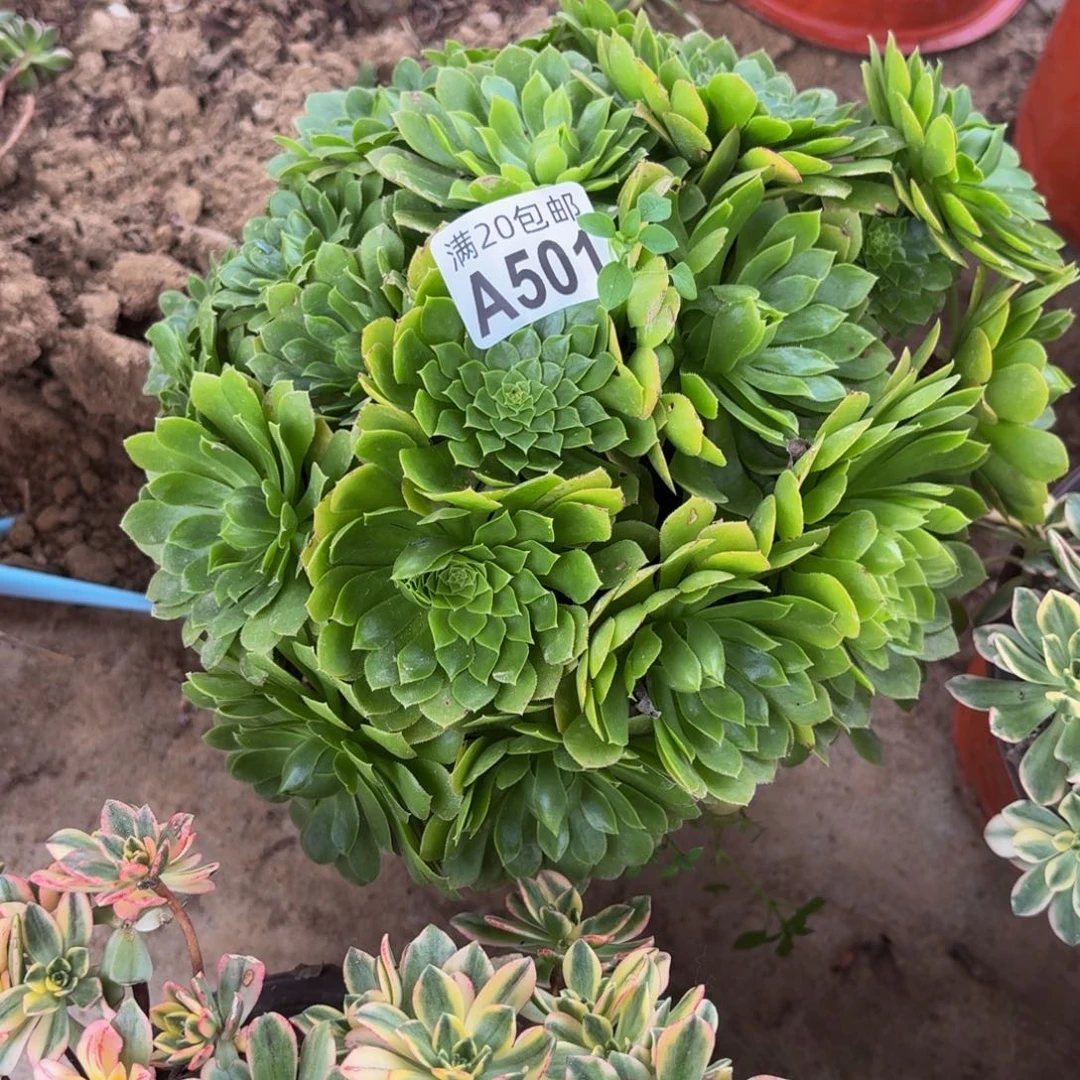 501多肉植物捧花的时候