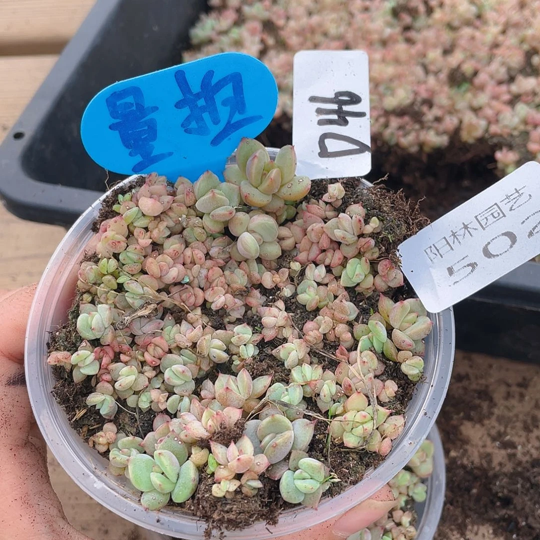 量拍多肉植物多肉植物502
