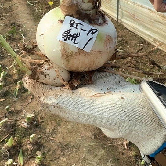 条纹戴斯8.5～9大球 带一个侧 包对版