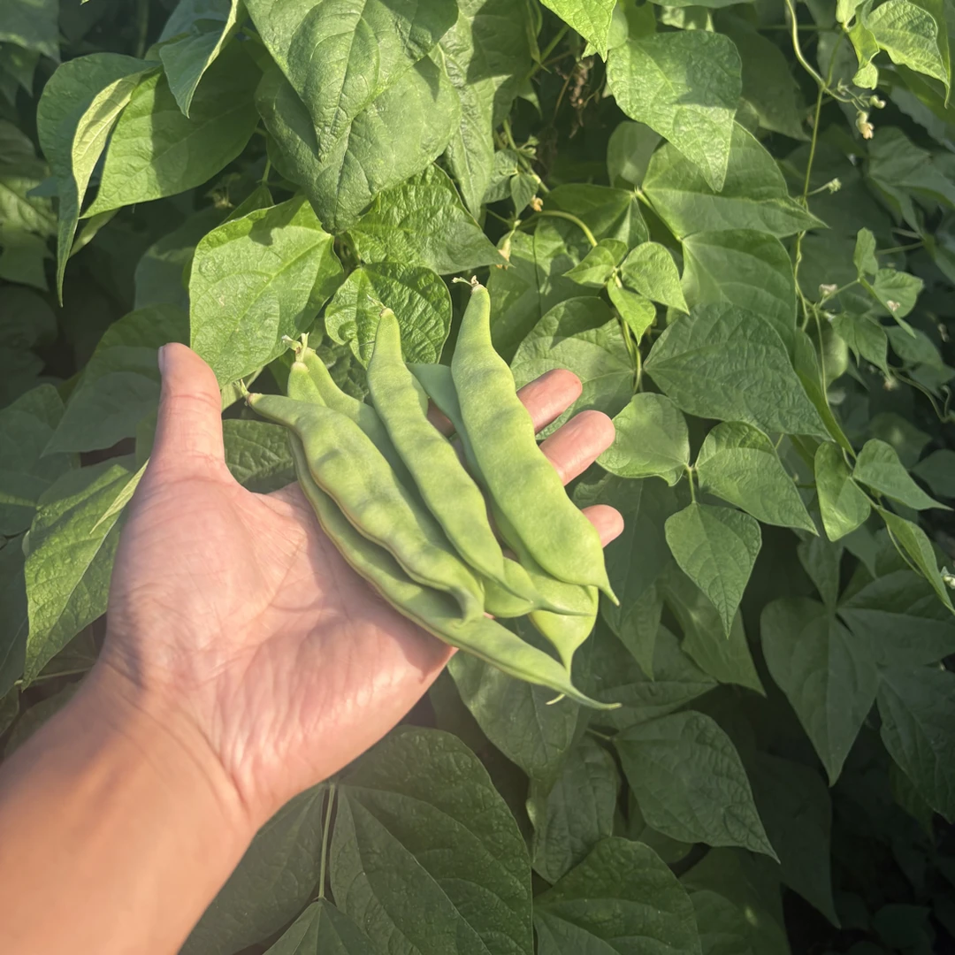 东北黑龙江纯陆地开锅烂花宽豆角大油豆新鲜现摘现发