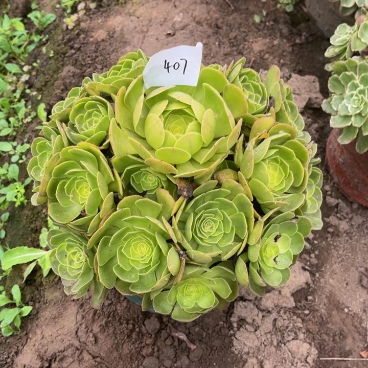 407雨荷多肉植物法师
