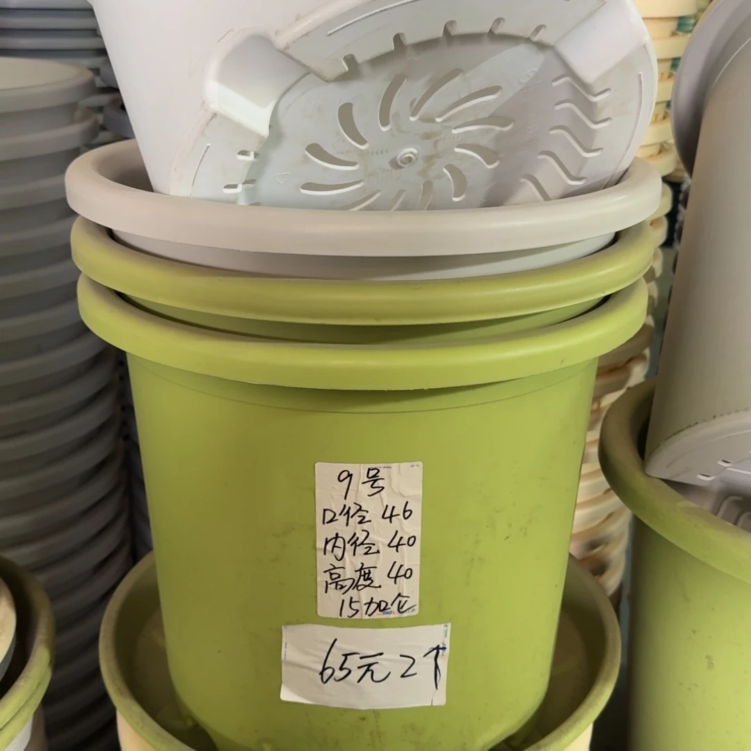 四季9#口径46无拖果绿3个