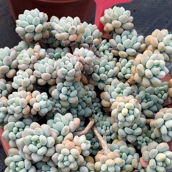 大盆洛可可    29037号