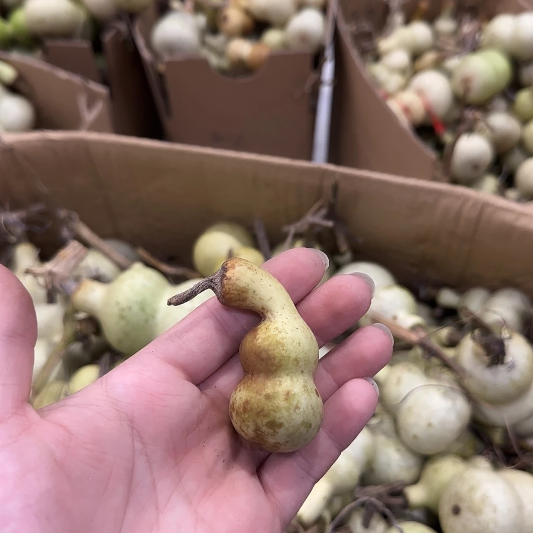 熊***二青皮不包成 提前看好