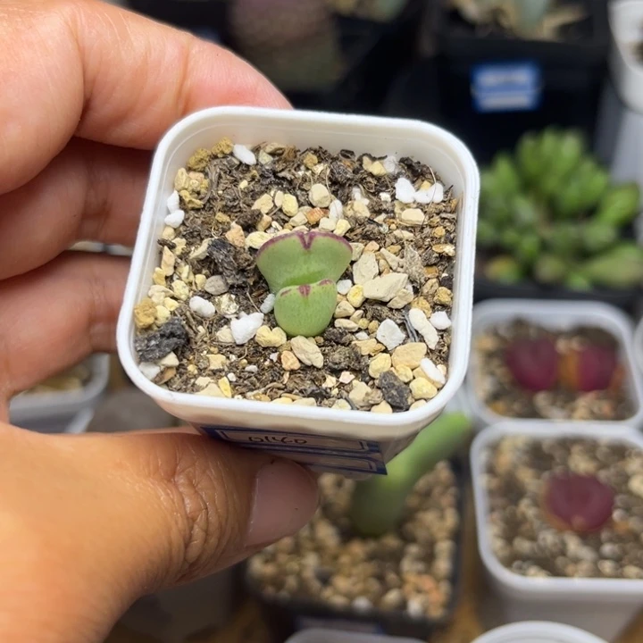 0140少将多肉植物