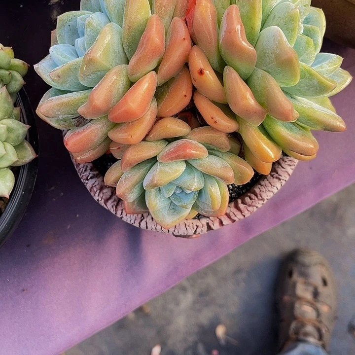 安***迪冰玉寄养多肉植物