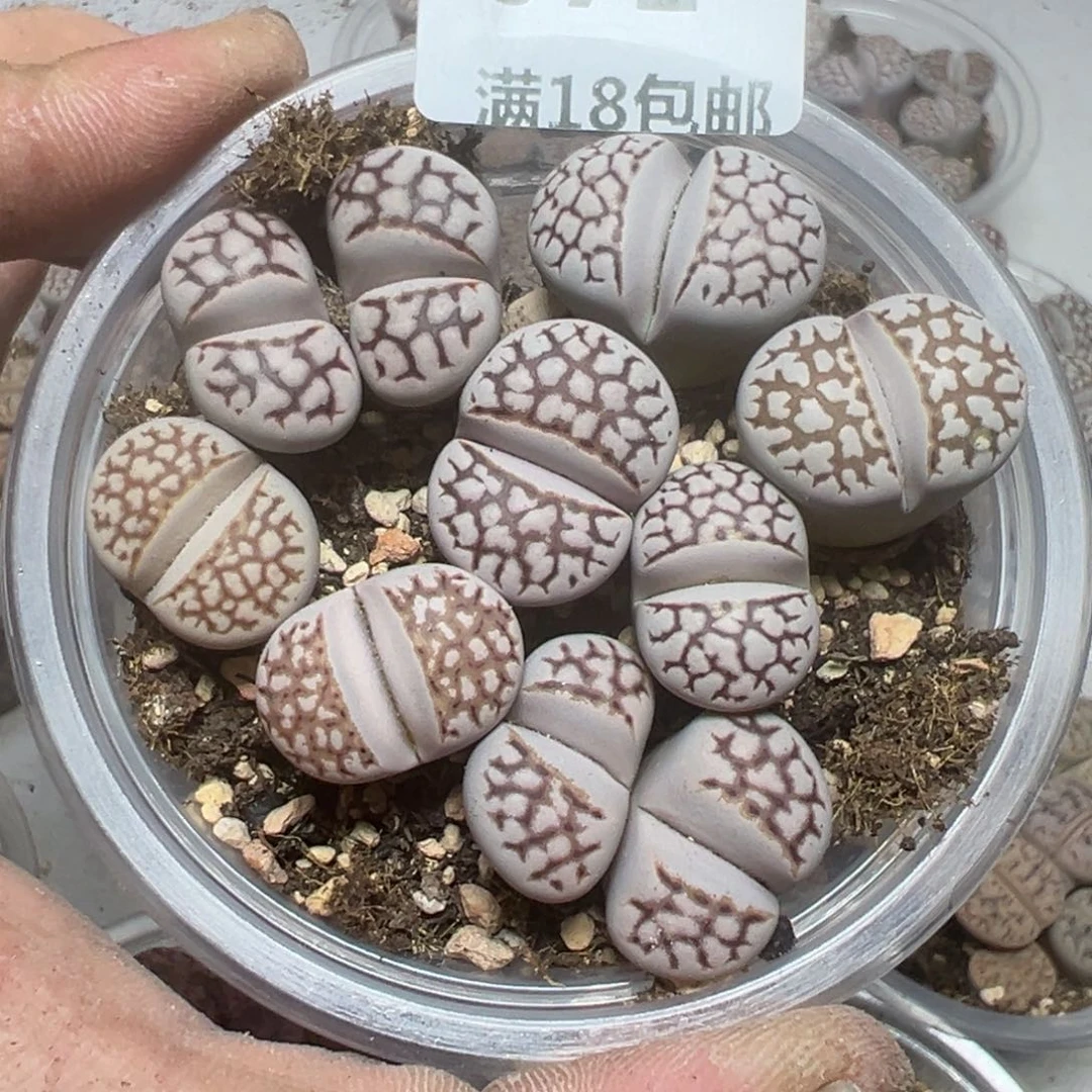 【闪购商品】 071。