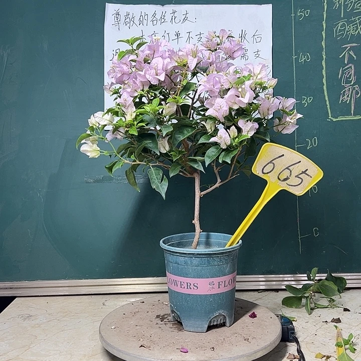 完全开放 苹果花  665