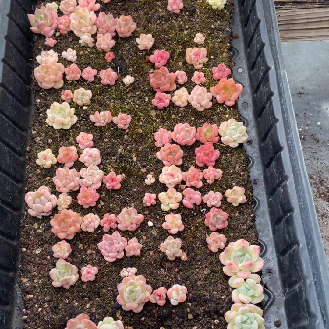 云糖心多肉植物099