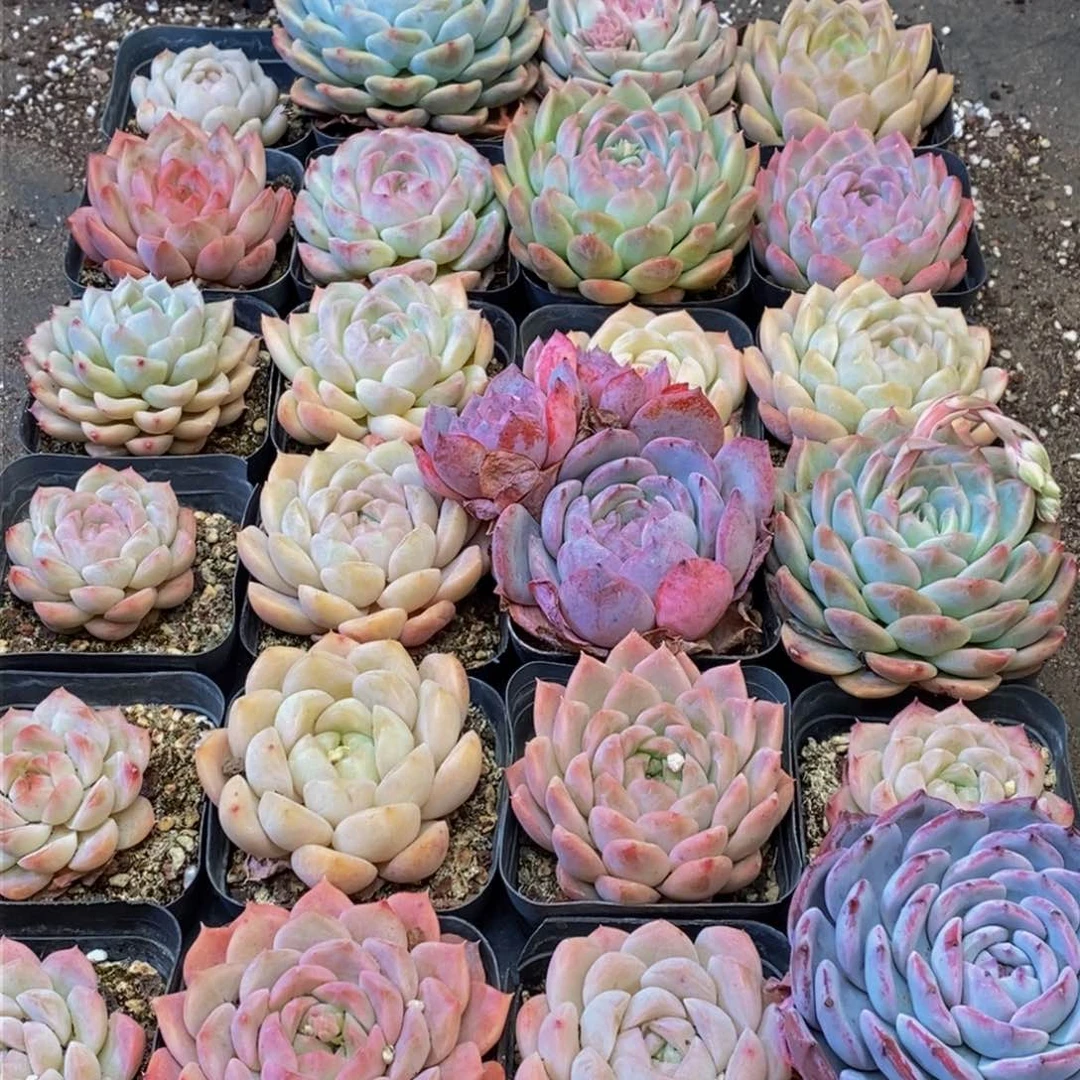 172多人在一起的时候我