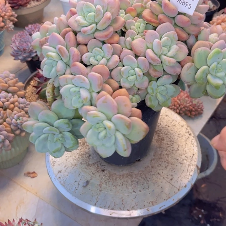 开***)多肉一物一拍6895