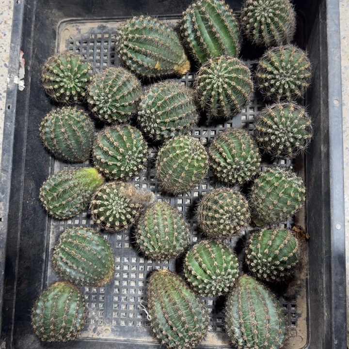 365彩草137-1歪4公分左右无根侧牙，20包邮