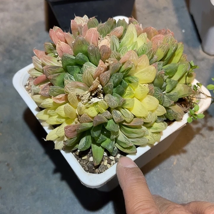 满38包邮2天凑单，脱土晾根发货多肉植物玉露锦