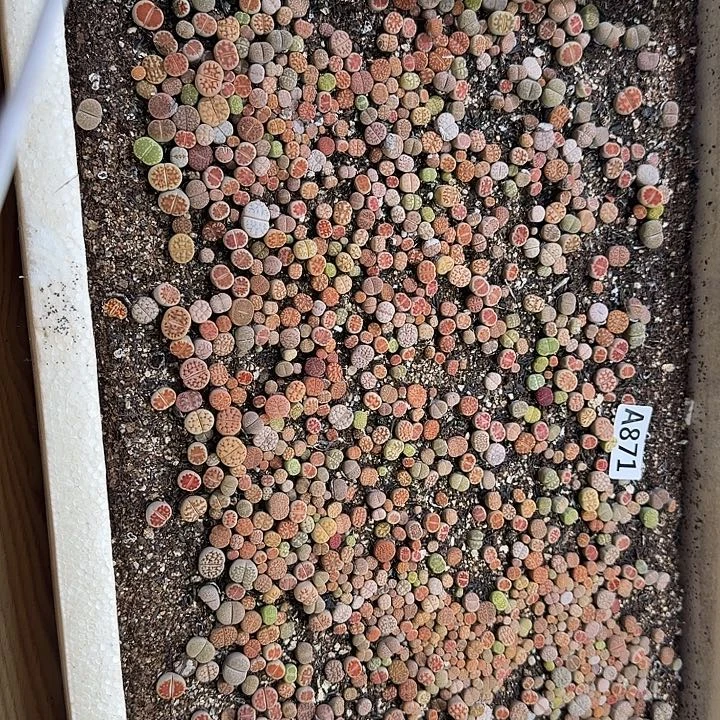 生871石花整筐脱土发货