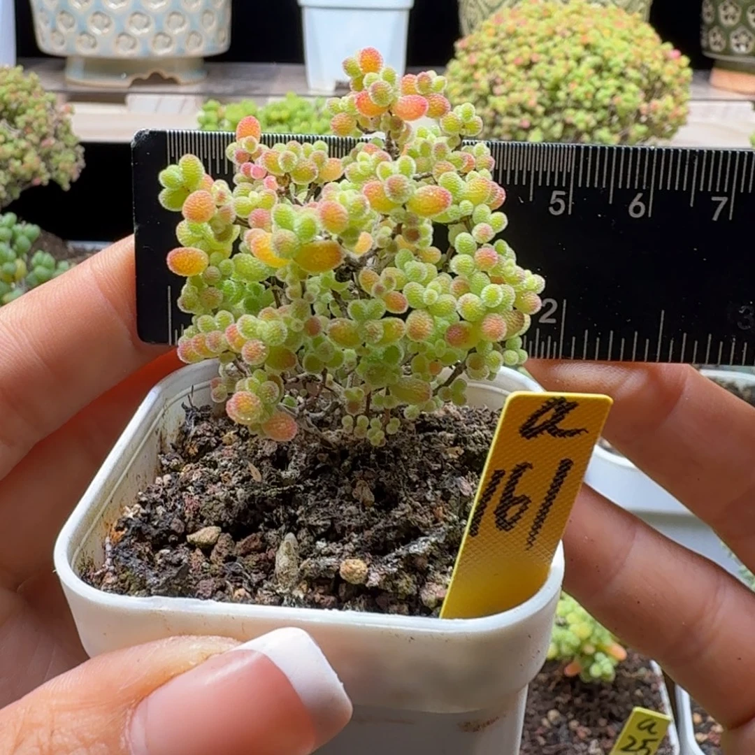 a161号去蜜橘冠服5厘米左右