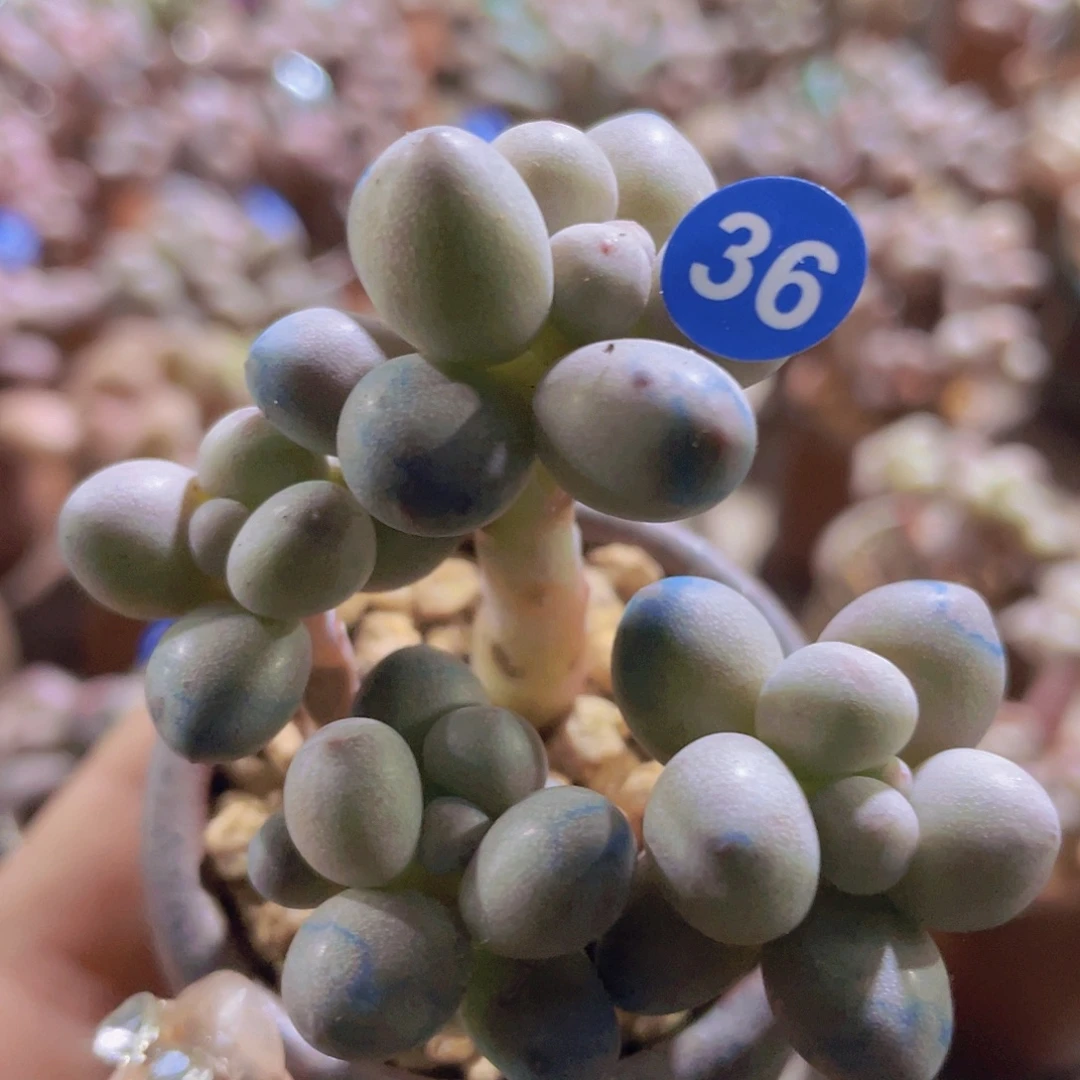 奶尖 桃花奶 仙子奶酪