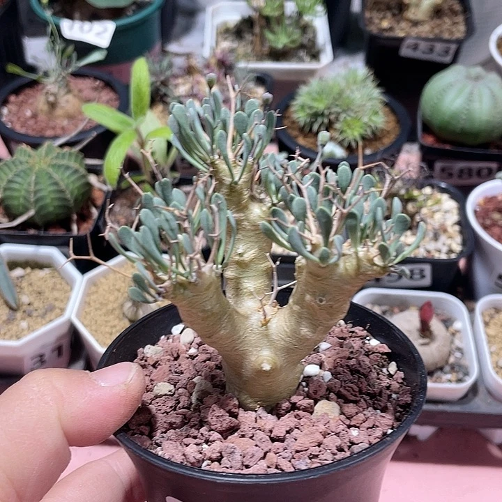 585黑鬼殿厚墩菊块根
