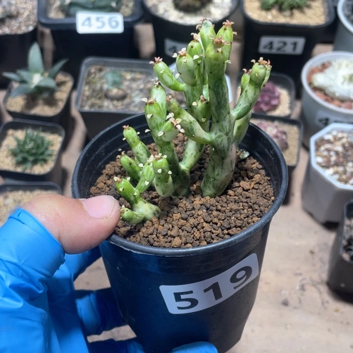 大*519树锦多条植物