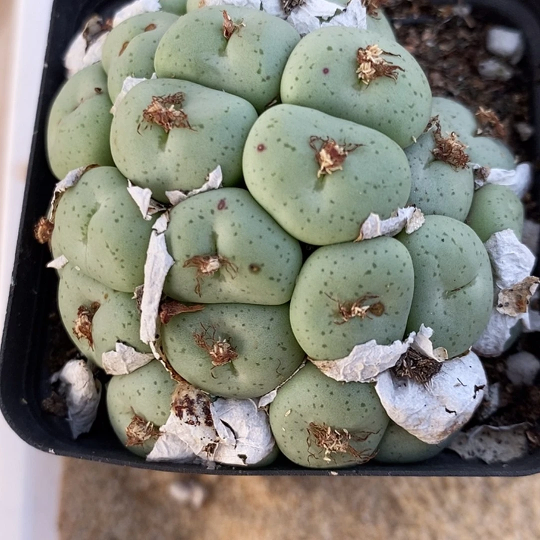 2965吕氏大饼一群。