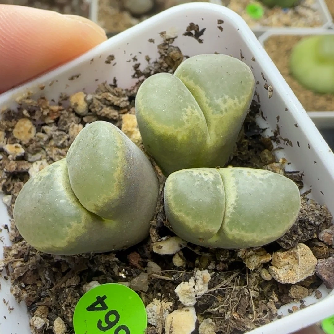 风铃群多肉植物564