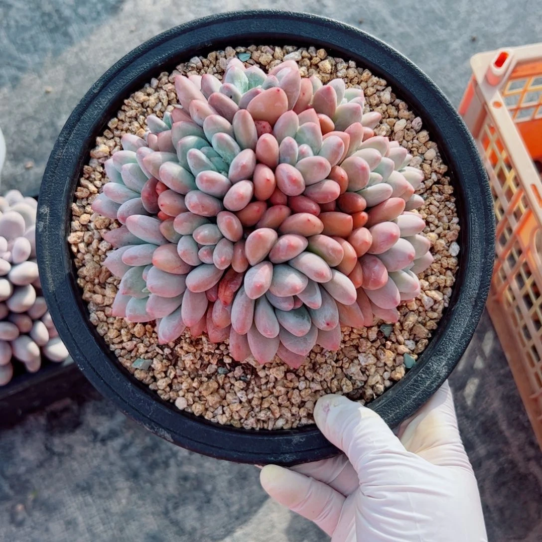 梅*多多肉植物多肉植物