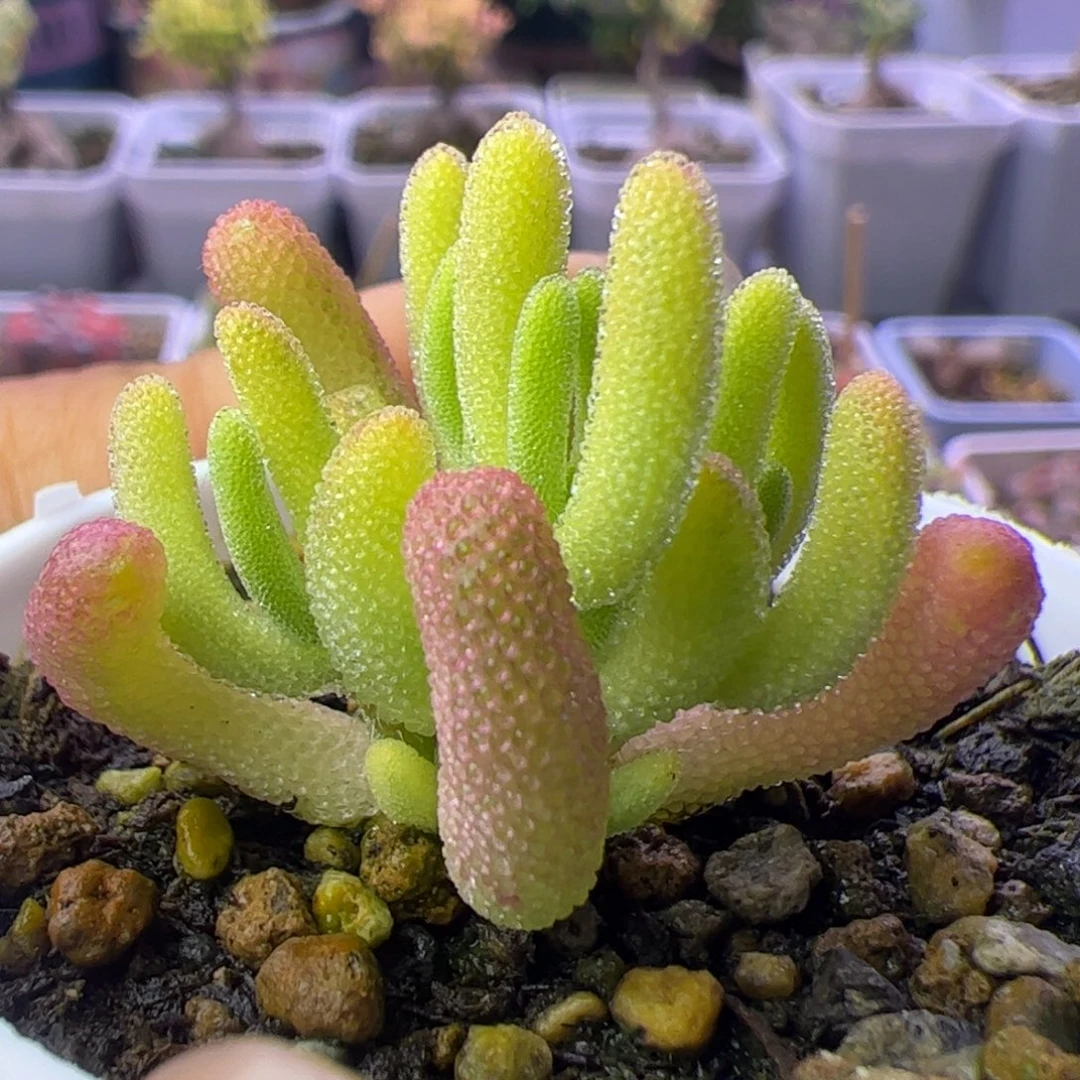 019多肉植物枝干钻石黄锦