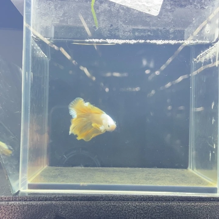 斗鱼包活不包损所见即所得482