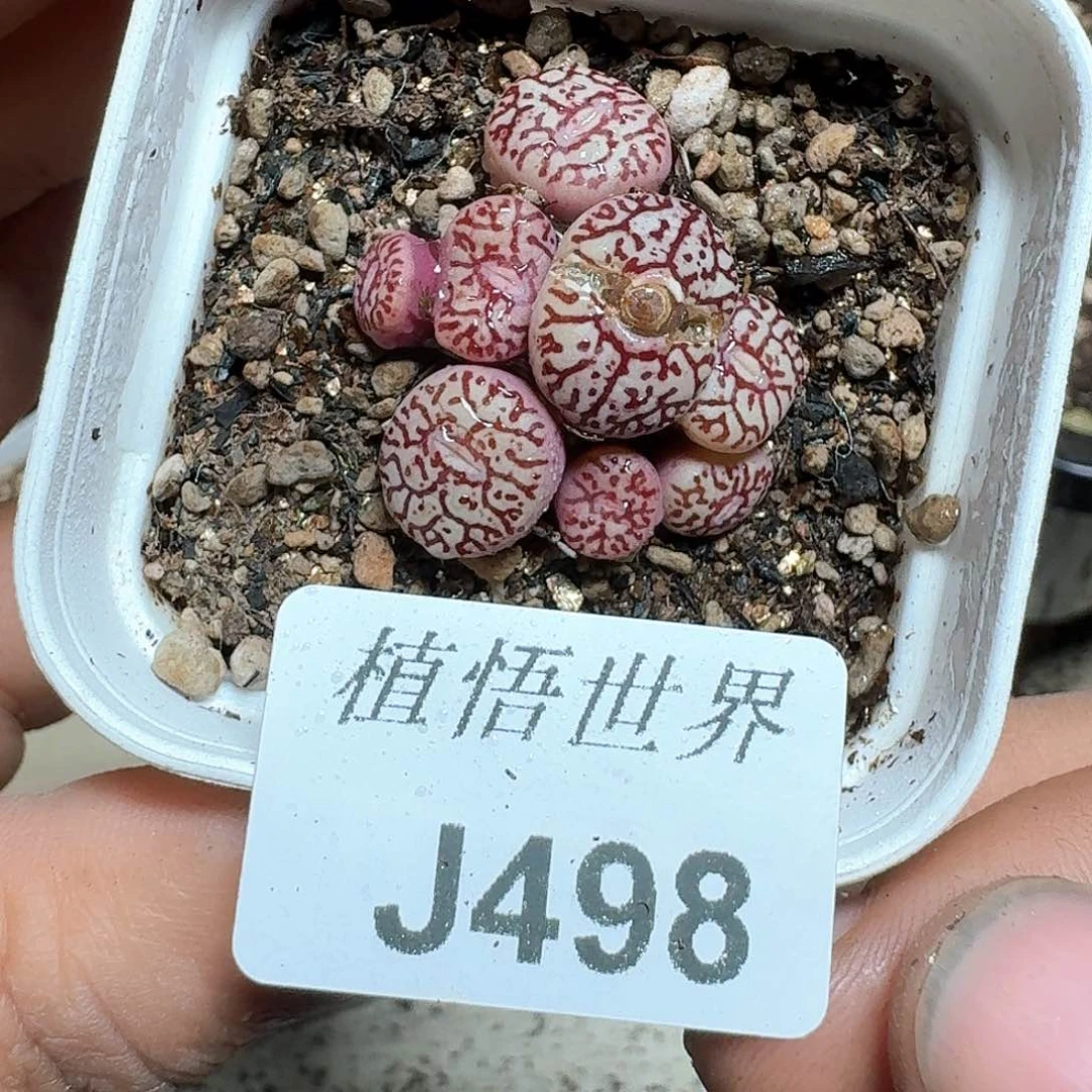 498号多肉植物哇f f