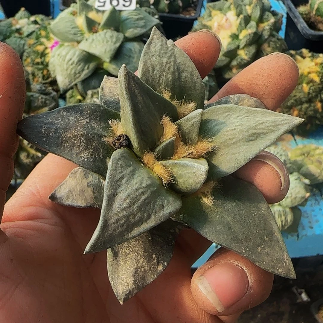 青瓷龙牙696刚出根