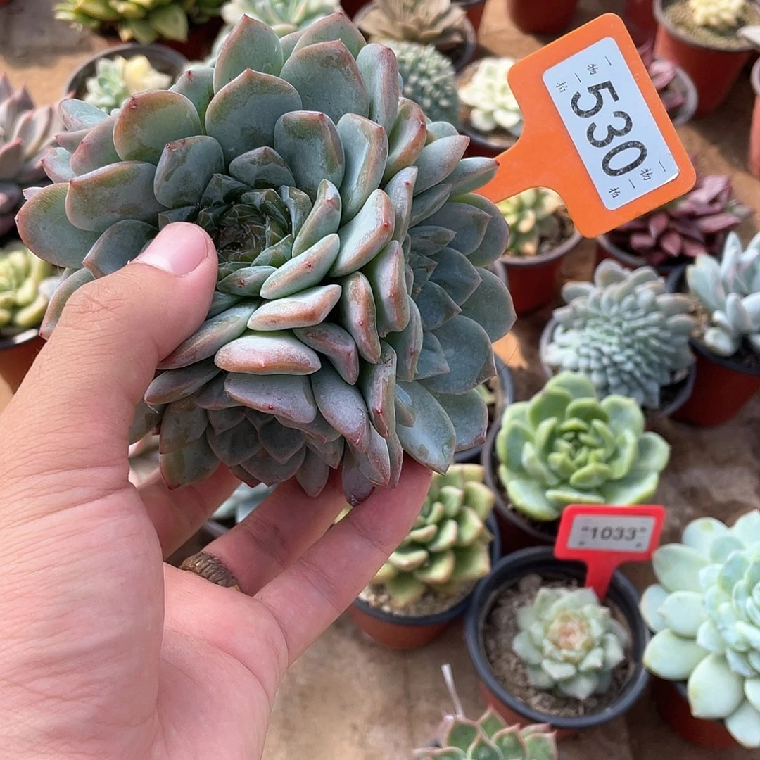 星***辰530号多肉植物盆栽