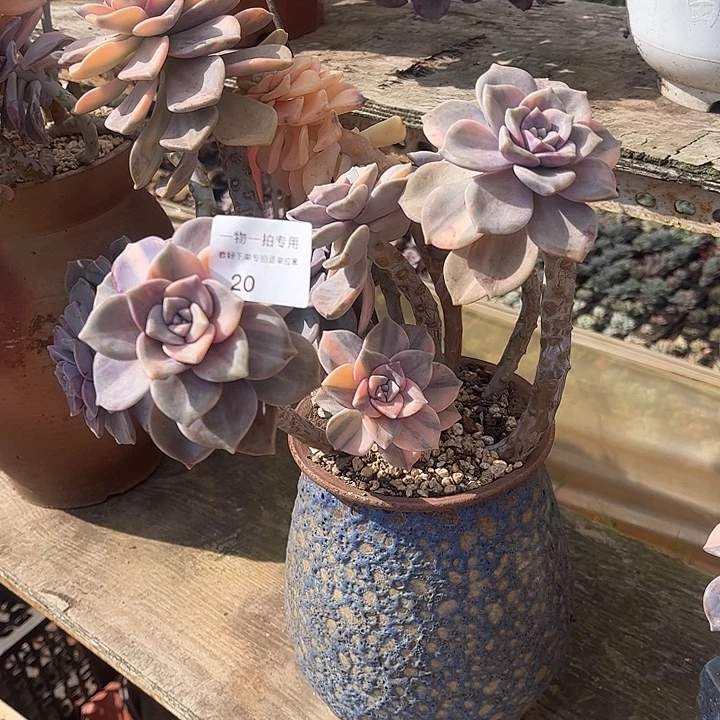 紫乐锦群，一物一拍