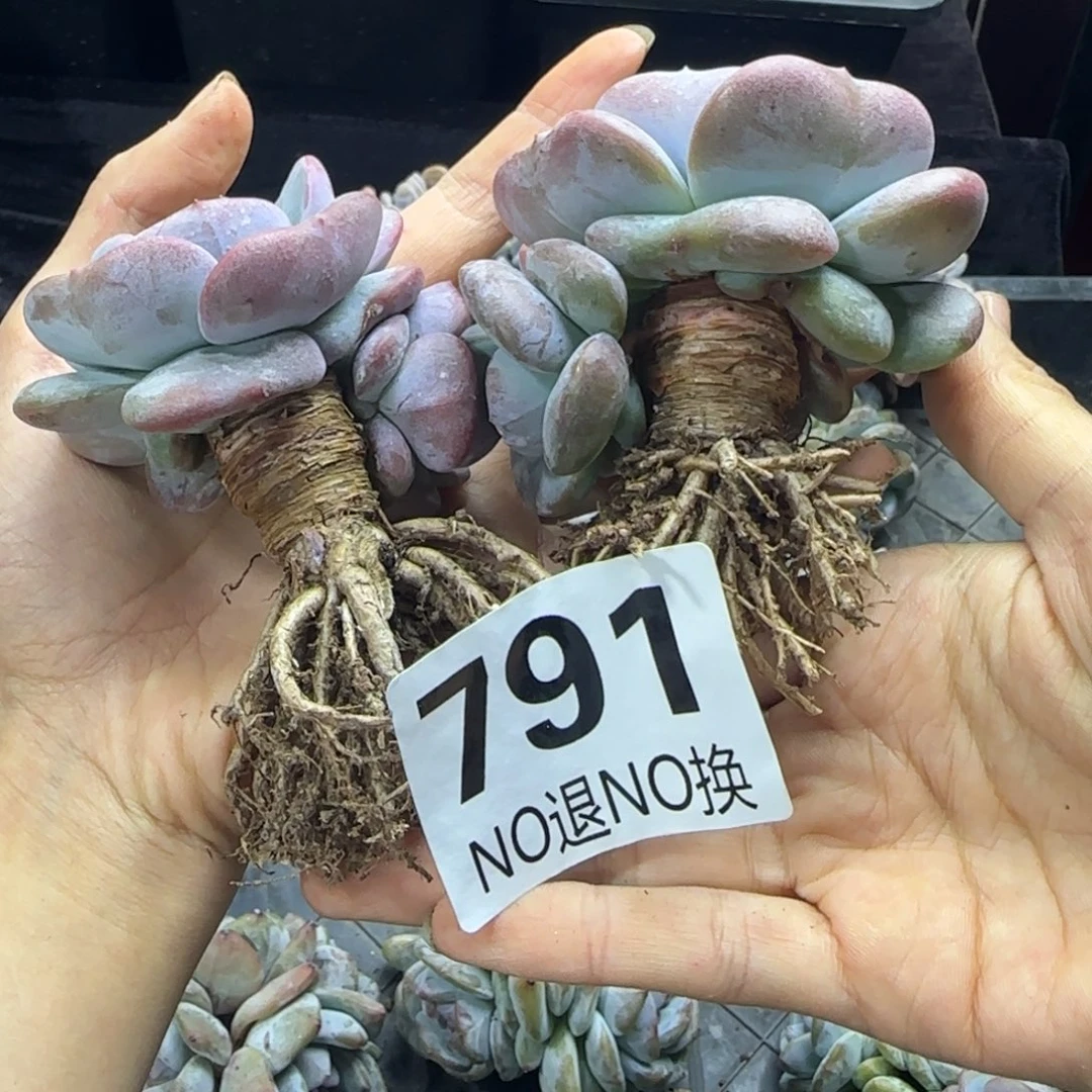 两颗一起一物一拍790