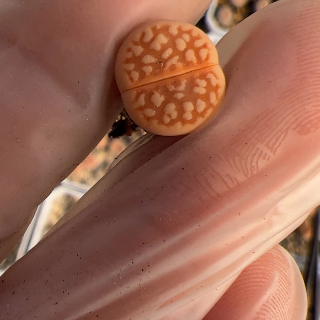 翠*丝0373好 218 多肉植物