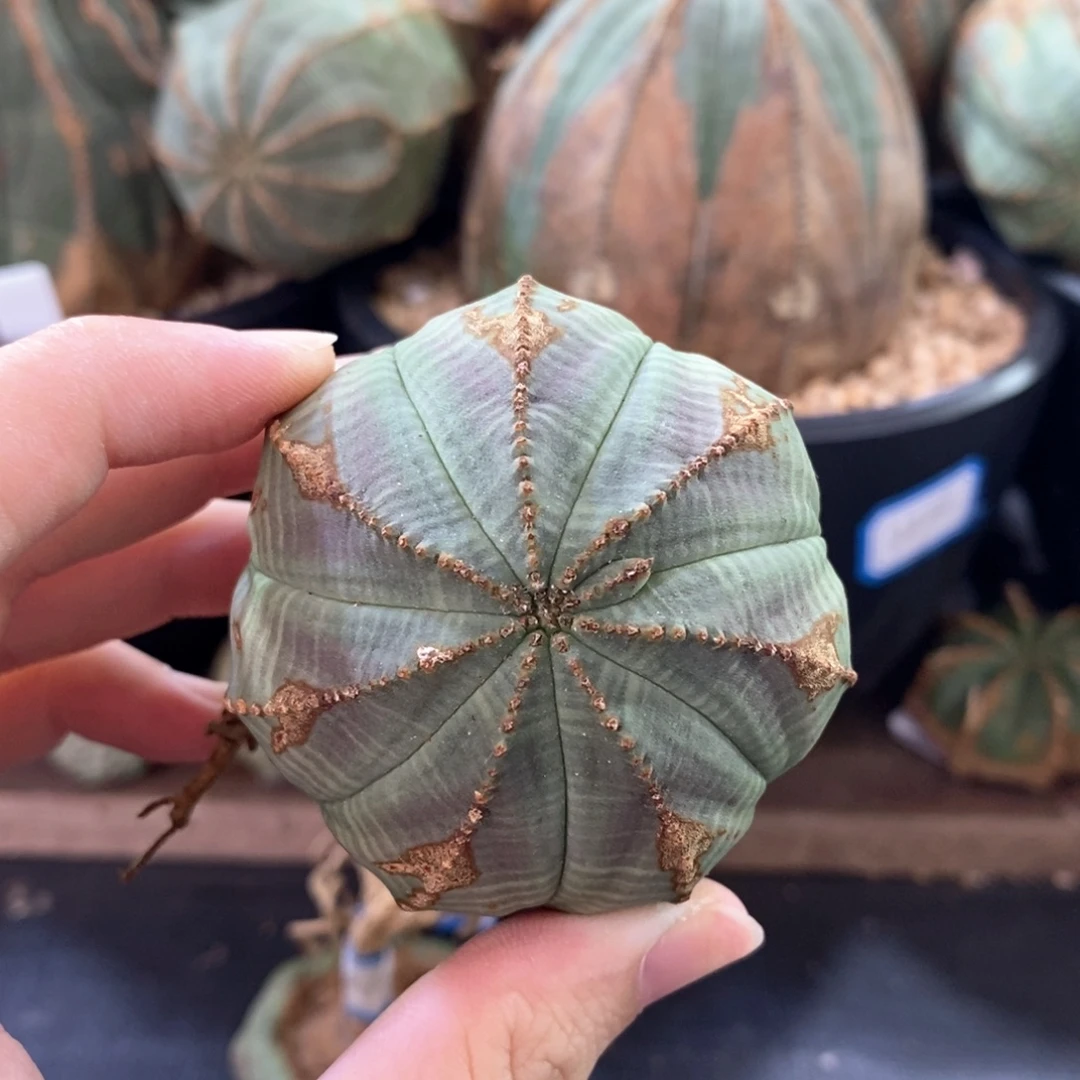 17布纹球精品一物一拍
