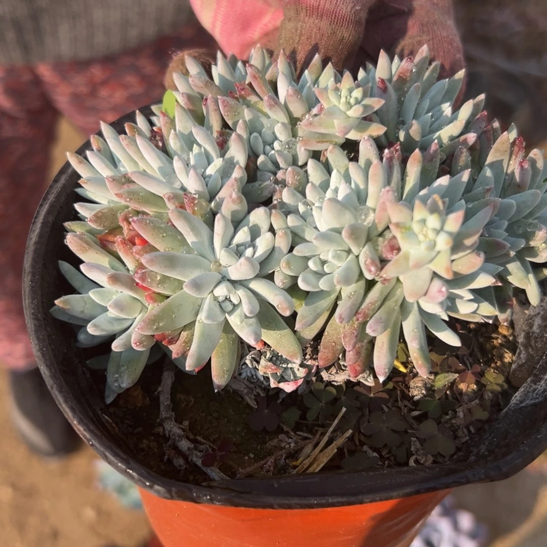 多肉植物多肉植物