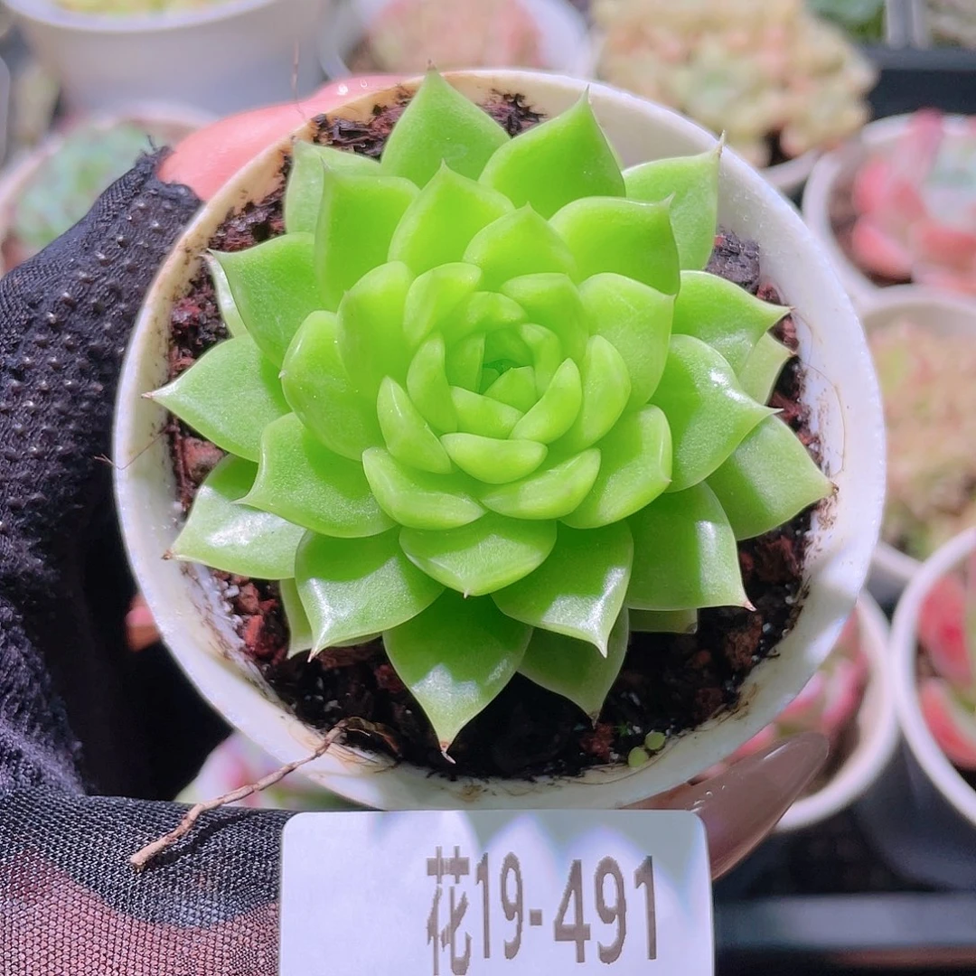 花利美19-491麦秆