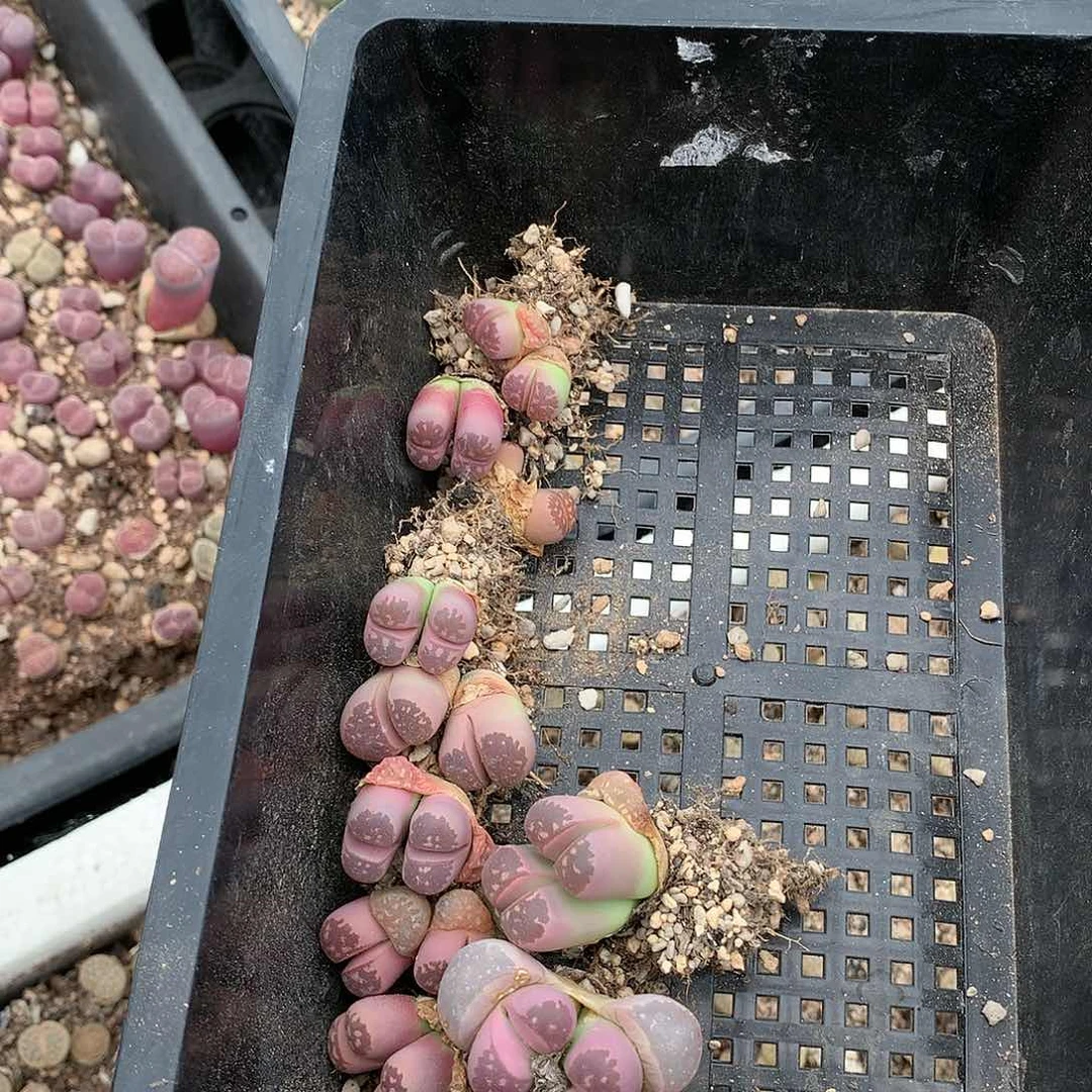 -*E237多肉植物保护