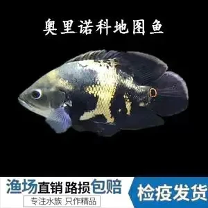 奥里诺科地图鱼.野图